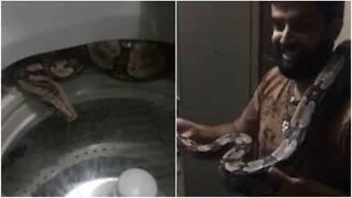 Un serpent de 2 mètres trouvé dans une machine à laver