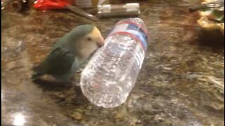 Fugl i kreativ lek med vannflaske