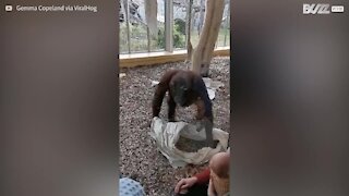 Une femelle orang-outan fascinée par une mère et son bébé