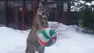 Puma adora jogar futebol