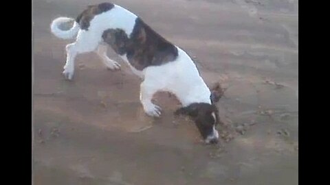 Happy dog ​​on the beach