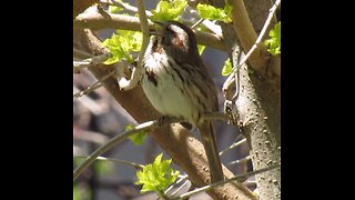 Song Sparrow Singing Compilation