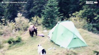 Urso invade tenda de turistas num acampamento