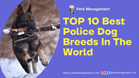 Top 10 Best Police Dog Breeds in the World