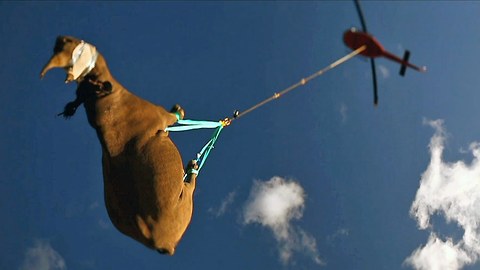 Black Rhino Is Airlifted By Helicopter To New Home