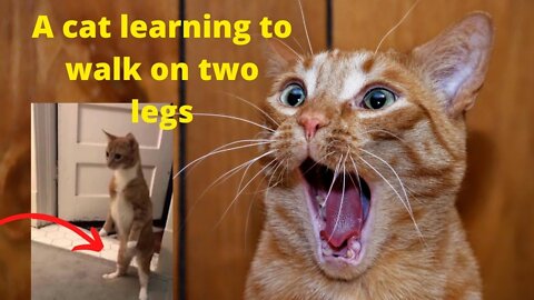 A cat learning to walk on two legs