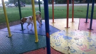 Chihuahua Merry Go Round