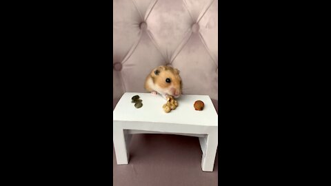 Tiny dinner time with tiny little hamster is just so precious