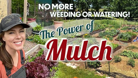 Why to Mulch and Best Natural Mulches