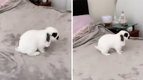 Bunny can't contain excitement when allowed on owner's bed