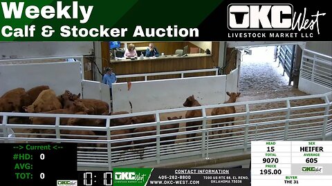 4/11/2023 - OKC West Calf and Stocker Auction