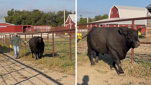 Enormous Bull Gets Super Vocal As He Goes On The Prowl