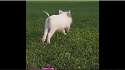 Mini pig chases after her human friend