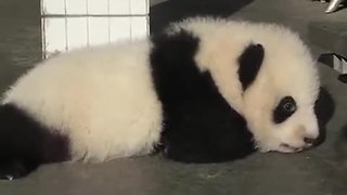 We Had No Idea Baby Pandas Made Such Cute Sounds