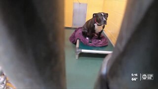 More pets being surrendered due to pandemic