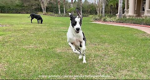 Funny Great Danes Would Rather Play Than Sit And Stay