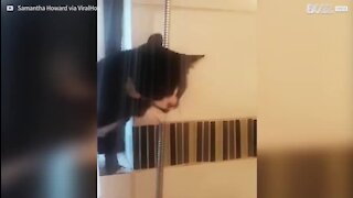 Ce chat veut boire alors il rejoint sa maîtresse sous la douche