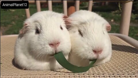 Guinea Pigs Play Tug-of-War With Blade of Grass_ AnimalPlanet12 _(720P_60FPS).mp4