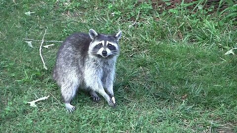 Raccoons eating some cookies