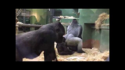 Gorillas mate in the zoo || S.E.X Animals || Explore the animal world
