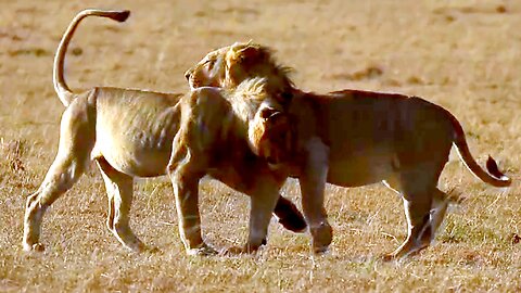 Lion brothers meet affectionately on the African Plain