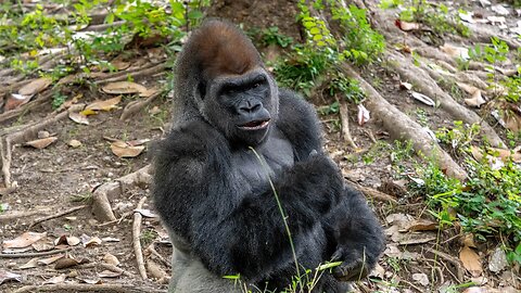 Western Lowlands Silverback Gorilla, Sony A1/Sony Alpha1, 4k Frame Animation