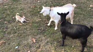 Uma amizade improvável, duas cabras e uma chihuahua
