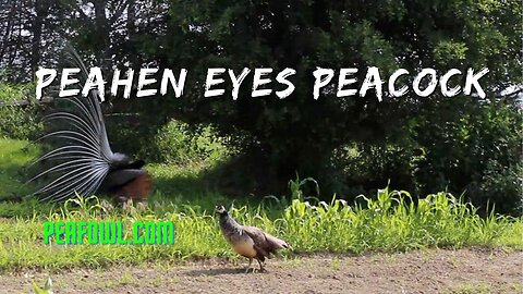 Peahen Eyes Peacock, Peacock Minute, peafowl.com