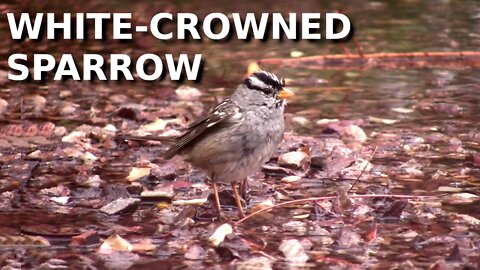 White-crowned Sparrow bathing in a puddle