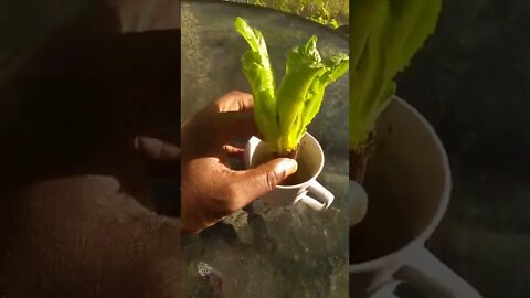 Growing Romaine Lettuce Update!