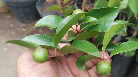 🇧🇷 frutíferas produzindo em vaso cupuaçu sem semente cereja de Madagascar Cambucá poncan mixirica