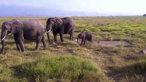 African Elephants - Wildlife in Africa
