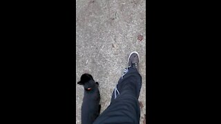 Walking the Cat