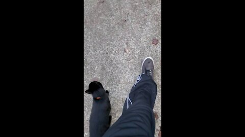 Walking the Cat