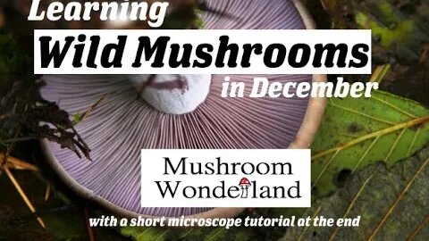 Learning Wild Mushrooms in December- with a short microscopy tutorial