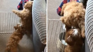 Puppies use teamwork to escape from their playpen
