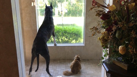 Dog and cat completely mesmerized by curious squirrel