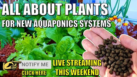 Growing Plants in New Aquaponics Systems