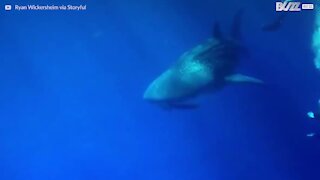 Mergulhadores nadam com enorme tubarão-baleia no Havaí