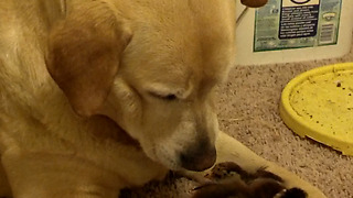 A Cute Dog Nurtures Chickens