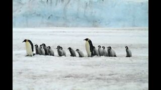 Vidéo en accéléré d'une colonie de pingouins en migration