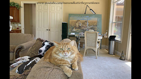 Comfy Great Danes And Lion Muse Cat Enjoy Nap Time In The Art Studio