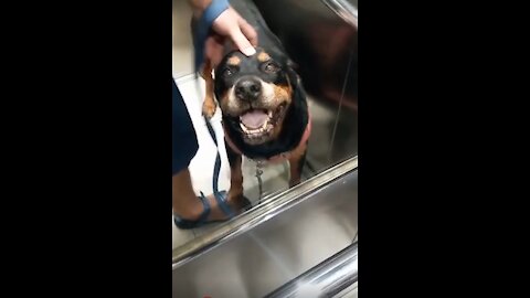 Rottweiler Andrew Rides in the Elevator and Smiles at the Mirror :)