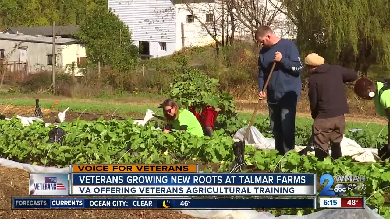 Veterans growing new roots at Talmar Farms
