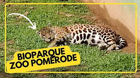 BIOPARQUE ZOO POMERODE - Santa Catarina