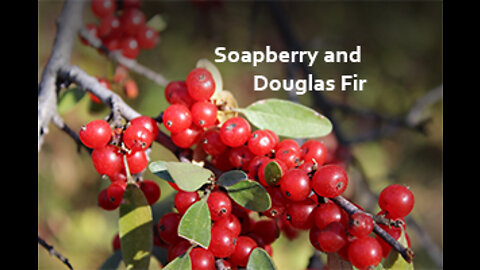 PFTTOT Part 200 Benefits of Soapberry and Douglas Fir