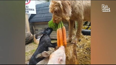 Funniest Farm Animals