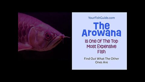 The Arowana Fish Is More Expensive Than You Think In The Philippines | YourFishGuide.com