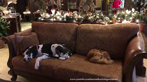 Great Dane Puppy and Cat Enjoy Nap Time Together