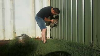 Guardiano trova un canguro nel suo giardino